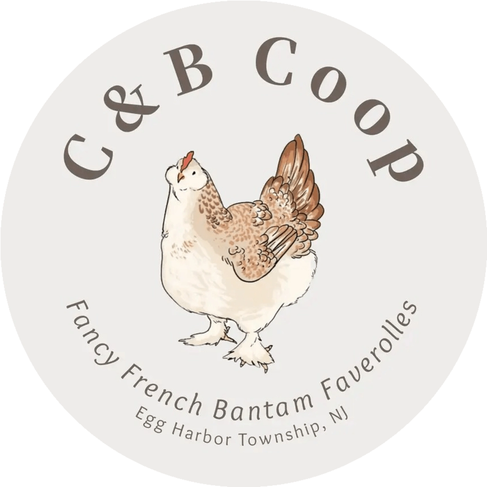 C & B Coop Chickens, Exhibition Poultry, Bantam Salmon Faverolles